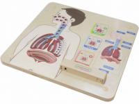 Панель "Дыхательная система"