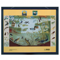 Магнитный плакат "Природное сообщество водоема"